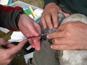 1 ml of blood from the wing vene